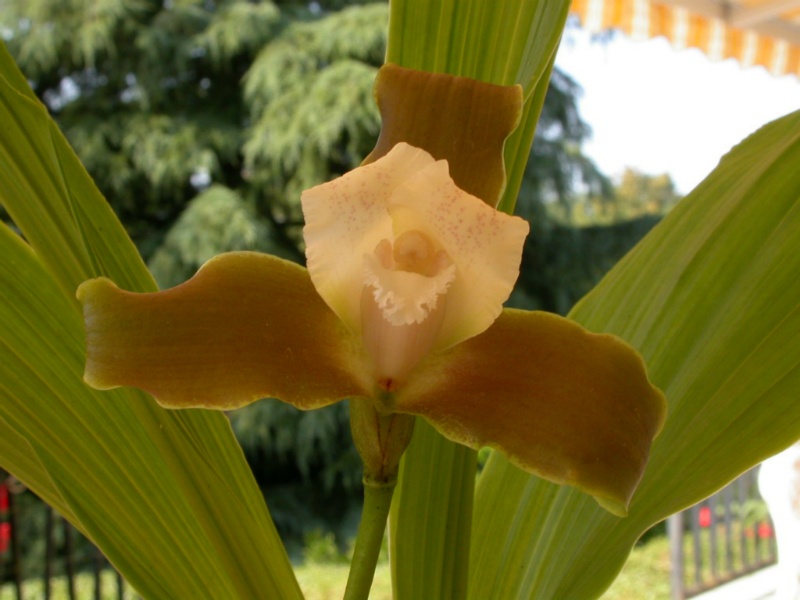 Lycaste macrophylla